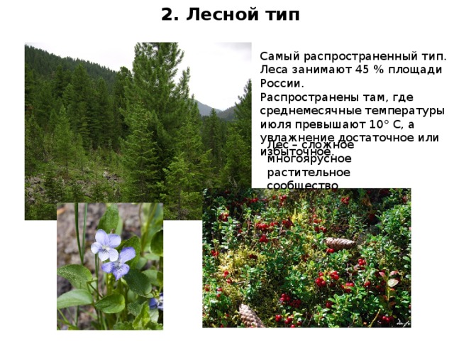 2. Лесной тип Самый распространенный тип. Леса занимают 45 % площади России. Распространены там, где среднемесячные температуры июля превышают 10° С, а увлажнение достаточное или избыточное. Лес – сложное многоярусное растительное сообщество