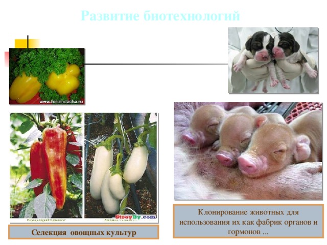 Развитие биотехнологий Клонирование животных для использования их как фабрик органов и гормонов ... Селекция овощных культур
