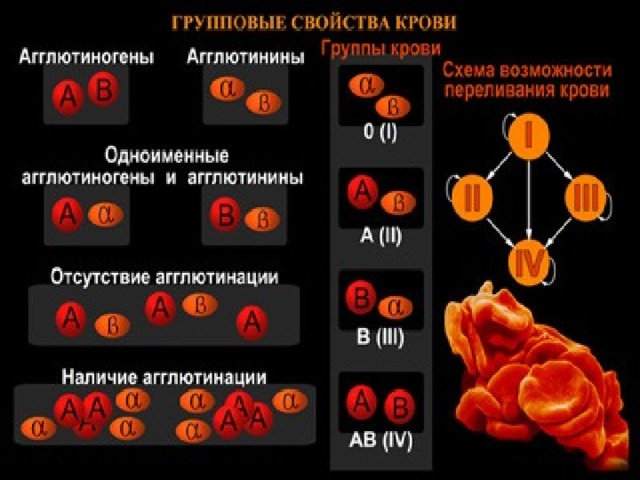 Холодовые агглютинины фото