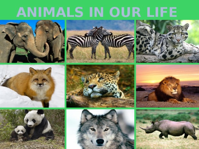 ANIMALS IN OUR LIFE 10/8/16