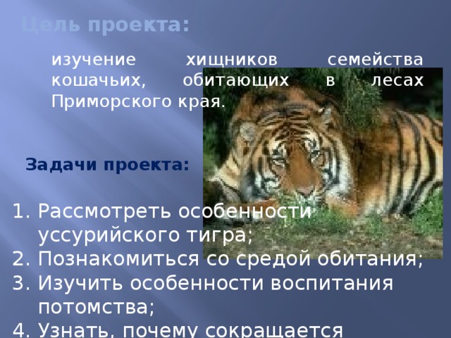 Цель проекта:  изучение хищников семейства кошачьих, обитающих в лесах Приморского края. Задачи проекта: