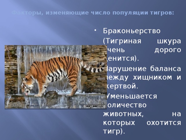 Факторы, изменяющие число популяции тигров: Браконьерство  (Тигриная шкура очень дорого ценится). Нарушение баланса между хищником и жертвой.  (Уменьшается количество животных, на которых охотится тигр).