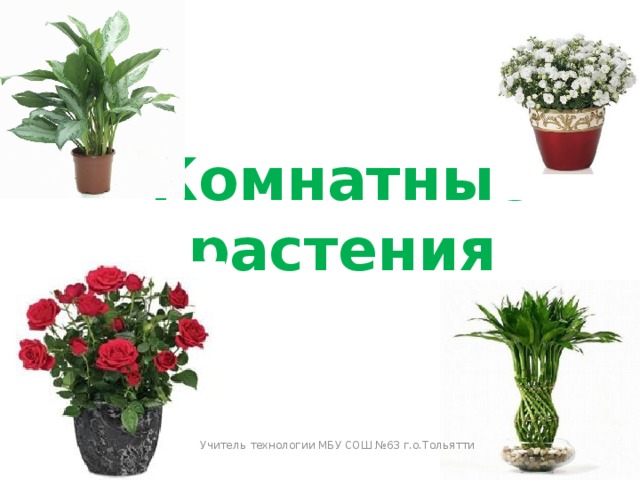 Комнатные растения Учитель технологии МБУ СОШ №63 г.о.Тольятти