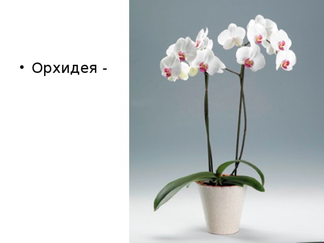 Орхидея -