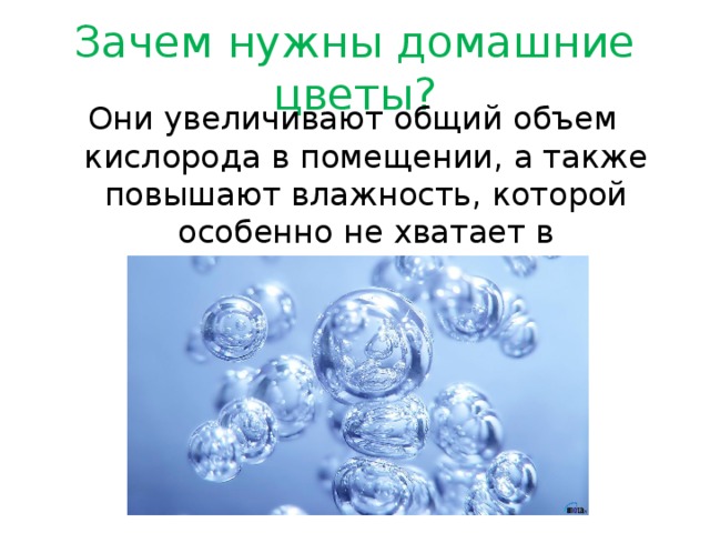 Зачем нужны домашние цветы? Они увеличивают общий объем кислорода в помещении, а также повышают влажность, которой особенно не хватает в отопительный период.