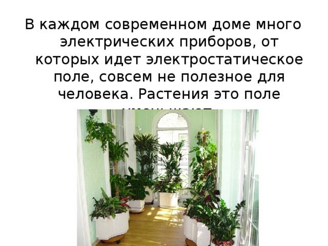 В каждом современном доме много электрических приборов, от которых идет электростатическое поле, совсем не полезное для человека. Растения это поле уменьшают.