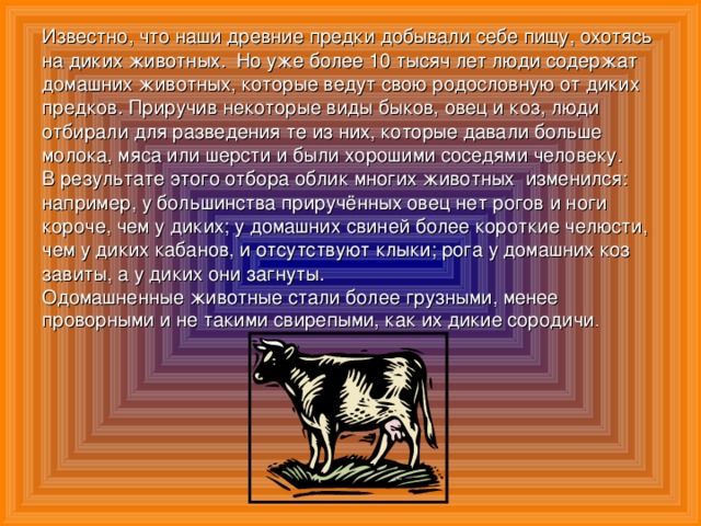 Известно, что наши древние предки добывали себе пищу, охотясь на диких животных. Но уже более 10 тысяч лет люди содержат домашних животных, которые ведут свою родословную от диких предков. Приручив некоторые виды быков, овец и коз, люди отбирали для разведения те из них, которые давали больше молока, мяса или шерсти и были хорошими соседями человеку. В результате этого отбора облик многих животных изменился: например, у большинства приручённых овец нет рогов и ноги короче, чем у диких; у домашних свиней более короткие челюсти, чем у диких кабанов, и отсутствуют клыки; рога у домашних коз завиты, а у диких они загнуты. Одомашненные животные стали более грузными, менее проворными и не такими свирепыми, как их дикие сородичи .