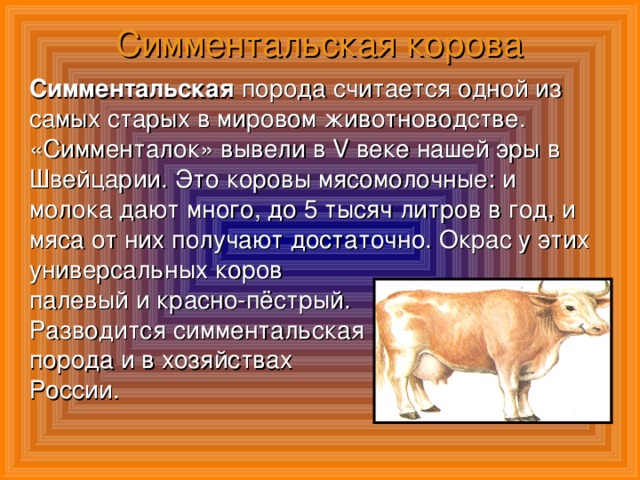 Симментальская корова Симментальская порода считается одной из самых старых в мировом животноводстве. «Симменталок» вывели в V веке нашей эры в Швейцарии. Это коровы мясомолочные: и молока дают много, до 5 тысяч литров в год, и мяса от них получают достаточно. Окрас у этих универсальных коров палевый и красно-пёстрый. Разводится симментальская порода и в хозяйствах России.