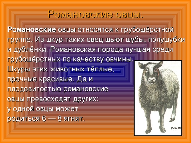 Романовские овцы. Романовские овцы относятся к грубо­шёрстной группе. Из шкур таких овец шьют шубы, полушубки и дублёнки. Романовская порода лучшая среди грубошёрстных по качеству овчины. Шкуры этих животных тёплые, прочные красивые. Да и плодовитостью романовские овцы превосходят других: у одной овцы может родиться 6 — 8 ягнят.