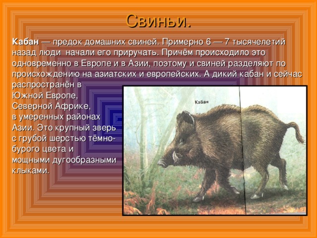 Свиньи. Кабан — предок домашних свиней. Примерно 6 — 7 тысячелетий назад люди начали его приручать. Причём происходило это одновременно в Европе и в Азии, поэтому и свиней разделяют по происхождению на азиатских и европейских. А дикий кабан и сейчас распространён в Южной Европе, Северной Африке, в умеренных районах Азии. Это крупный зверь с грубой шерстью тёмно- бурого цвета и мощными дугообразными клыками.