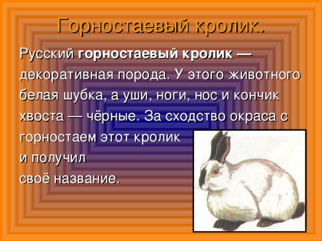 Горностаевый кролик. горностаевый кролик —