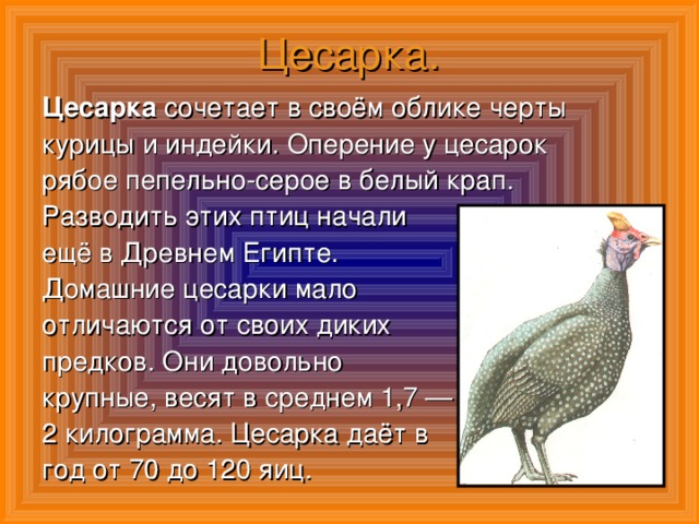 Цесарка. Цесарка сочетает в своём облике черты курицы и индейки. Оперение у цесарок рябое пепельно-серое в белый крап. Разводить этих птиц начали ещё в Древнем Египте. Домашние цесарки мало отличаются от своих диких предков. Они довольно крупные, весят в среднем 1,7 — 2 килограмма. Цесарка даёт в год от 70 до 120 яиц.