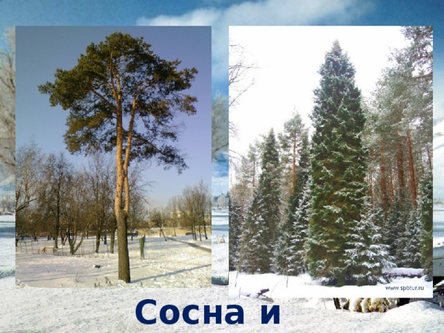 Сосна и ель