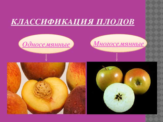 Классификация плодов Односемянные Многосемянные