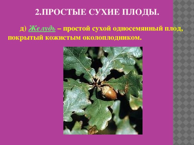 2.Простые сухие плоды.  д) Желудь – простой сухой односемянный плод, покрытый кожистым околоплодником.