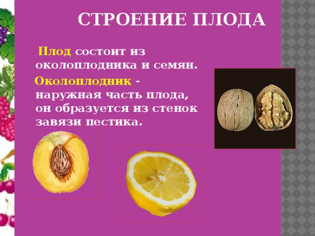 СТРОЕНИЕ ПЛОДА  Плод состоит из околоплодника и семян.  Околоплодник - наружная часть плода, он образуется из стенок завязи пестика.