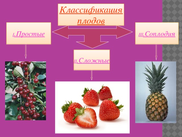 Классификация плодов I .Простые III .Соплодия II .Сложные