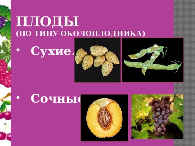 У какого растения образуется плод боб. Плоды. Плоды по типу околоплодника. Сухой околоплодник. Плоды околоплодник сухие сочные.