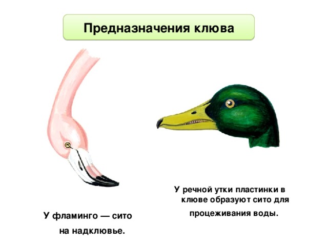 Предназначения клюва У речной утки пластинки в клюве образуют сито для процеживания воды.  У фламинго — сито на надклювье.