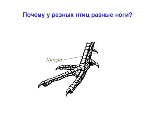 На рисунке показаны кости конечностей птицы человека динозавра и кита какое из следующих утверждений