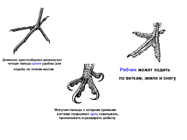 Длинные, крестообразно раскинутые четыре пальца цапли удобны для ходьбы по топким местам  Рябчик может ходить по веткам, земле и снегу  Могучие пальцы с острыми кривыми когтями позволяют орлу схватывать, прокалывать и раздирать добычу