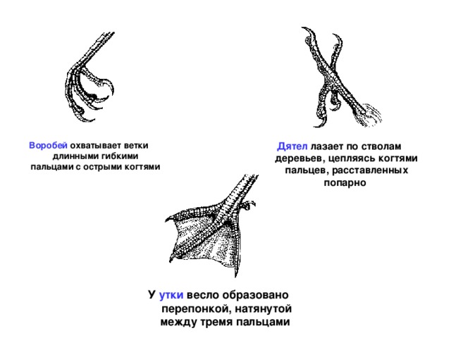 Дятел лазает по стволам деревьев, цепляясь когтями пальцев, расставленных попарно  Воробей охватывает ветки длинными гибкими пальцами с острыми когтями  У утки весло образовано перепонкой, натянутой между тремя пальцами