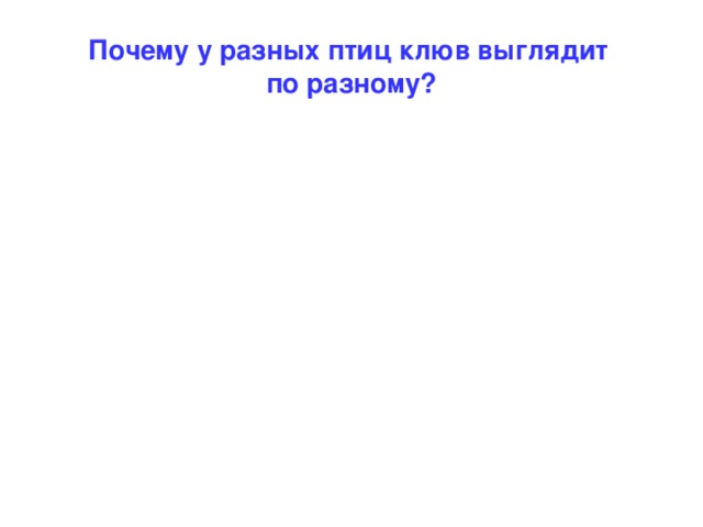 Почему у разных птиц клюв выглядит  по разному?