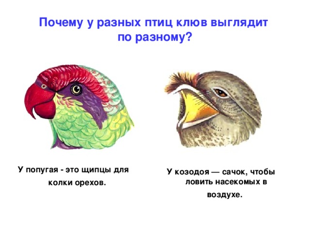 Почему у разных птиц клюв выглядит  по разному? У попугая - это щипцы для колки орехов.  У козодоя — сачок, чтобы ловить насекомых в воздухе.