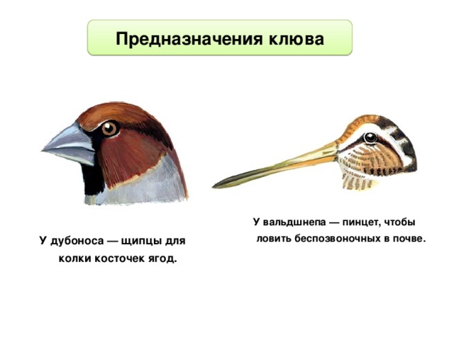 Клюв у птиц это. Строение клюва. Клювы птиц. Надклювье у птиц. Анатомия клюва птицы.