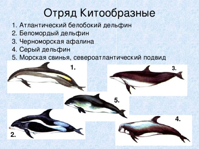 Отряд китообразные презентация