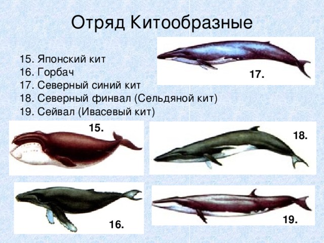 Презентация по биологии 7 класс китообразные