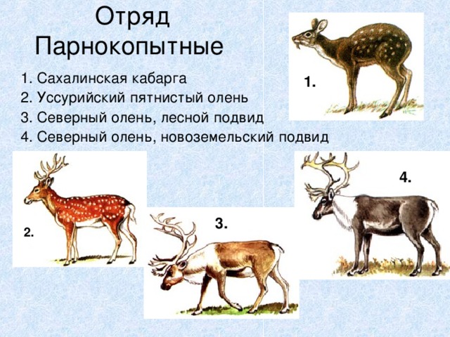 Отряд Парнокопытные 1. Сахалинская кабарга 2. Уссурийский пятнистый олень 3. Северный олень, лесной подвид 4. Северный олень, новоземельский подвид 1. 4. 3. 2.