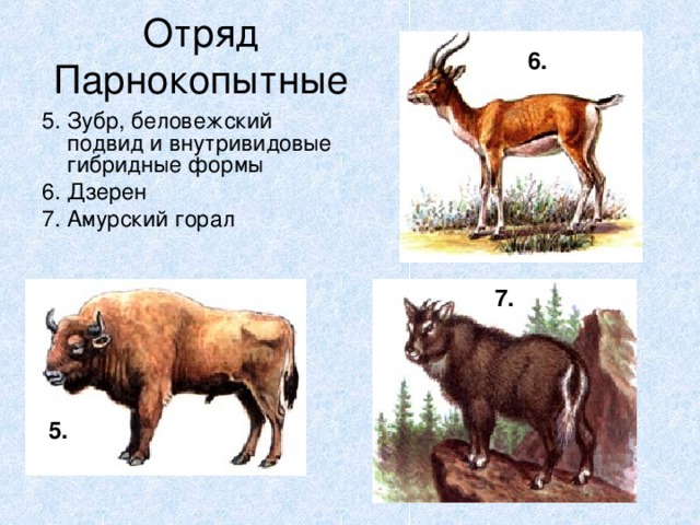 Презентация охраняемые животные россии