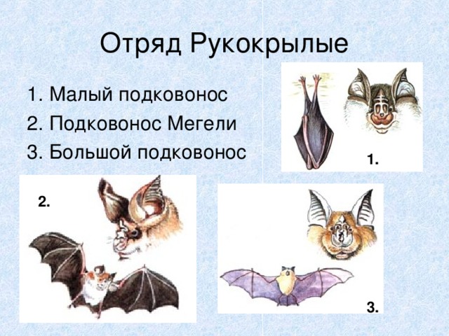 1. Малый подковонос 2. Подковонос Мегели 3. Большой подковонос 1. 2. 3.