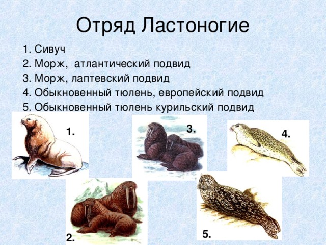 1. Сивуч 2. Морж, атлантический подвид 3. Морж, лаптевский подвид 4. Обыкновенный тюлень, европейский подвид 5. Обыкновенный тюлень курильский подвид 3. 1. 4. 5. 2.