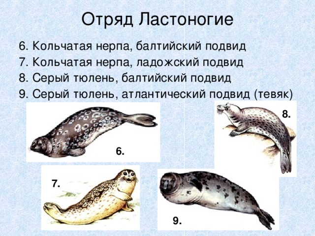 Отряд Ластоногие 6. Кольчатая нерпа, балтийский подвид 7. Кольчатая нерпа, ладожский подвид 8. Серый тюлень, балтийский подвид 9. Серый тюлень, атлантический подвид (тевяк) 8. 6. 7. 9.