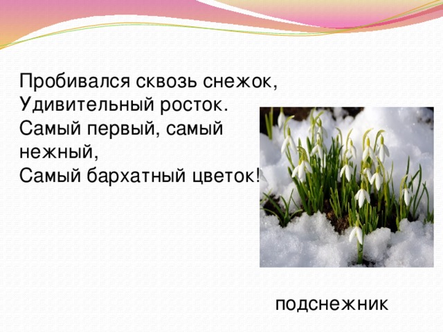 Пробивался сквозь снежок, Удивительный росток. Самый первый, самый нежный, Самый бархатный цветок! подснежник