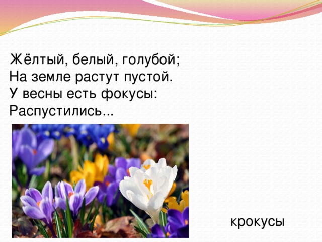 Песня жить про крокус. Стихи про крокусы. Стишок про Крокус. Желтый белый голубой на земле растут пустой. Стихотворение про крокусы для детей.