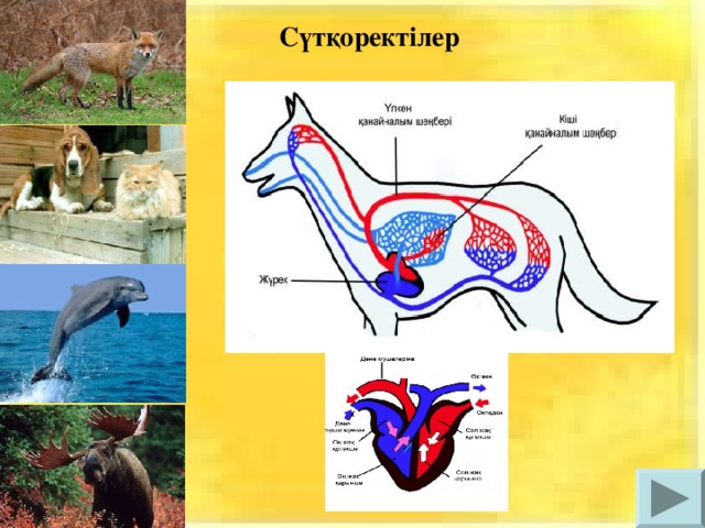 Сүтқоректілер