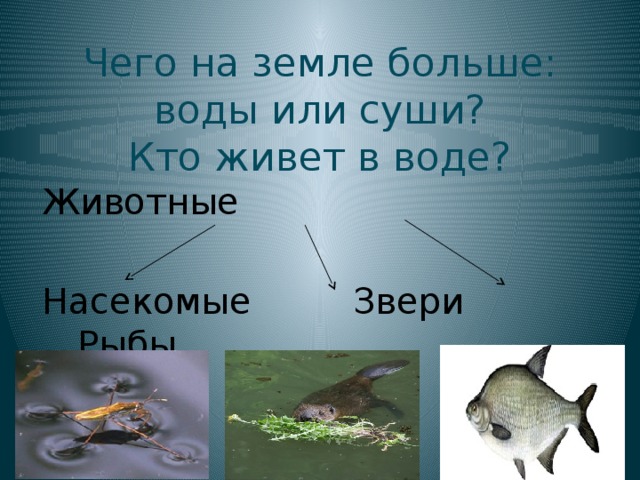 Чего на земле больше: воды или суши?  Кто живет в воде? Животные Насекомые Звери Рыбы
