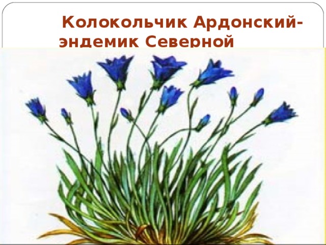 Колокольчик Ардонский-  эндемик Северной Осетии