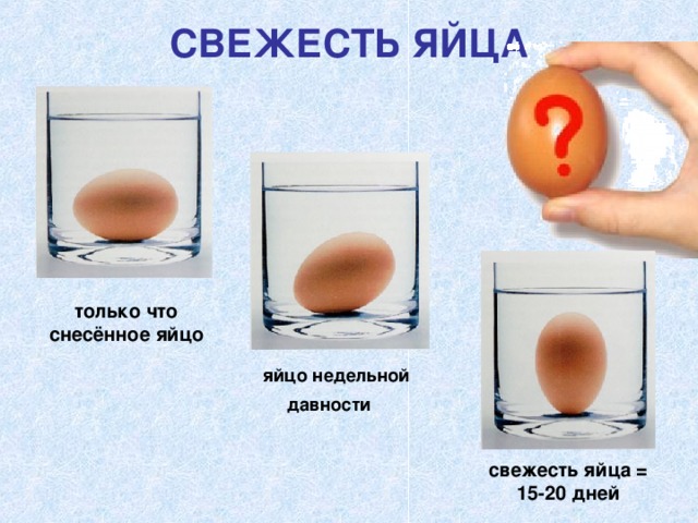 СВЕЖЕСТЬ ЯЙЦА   только что снесённое яйцо яйцо недельной давности  свежесть яйца = 15-20 дней