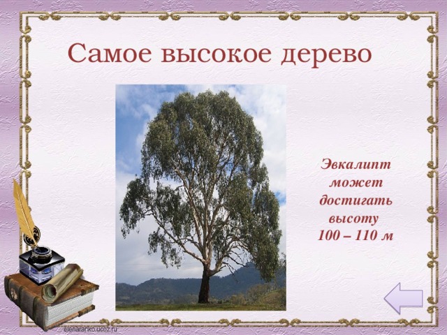 Самое высокое дерево Эвкалипт может достигать высоту 100 – 110 м