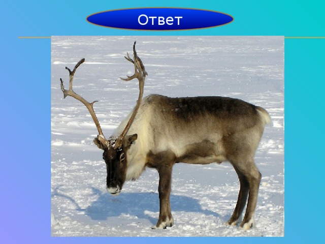 Ответ