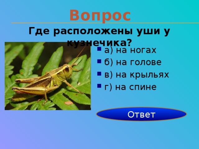 Вопрос Где расположены уши у кузнечика? а) на ногах б) на голове в) на крыльях г) на спине на ногах Ответ