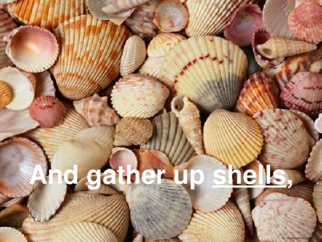 And gather up shells ,