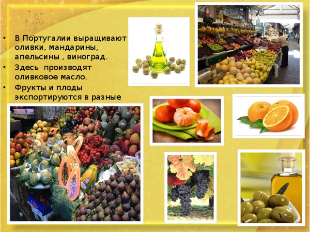 В Португалии выращивают оливки, мандарины, апельсины , виноград. Здесь производят оливковое масло. Фрукты и плоды экспортируются в разные страны мира.