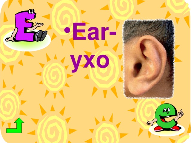 Ear- ухо