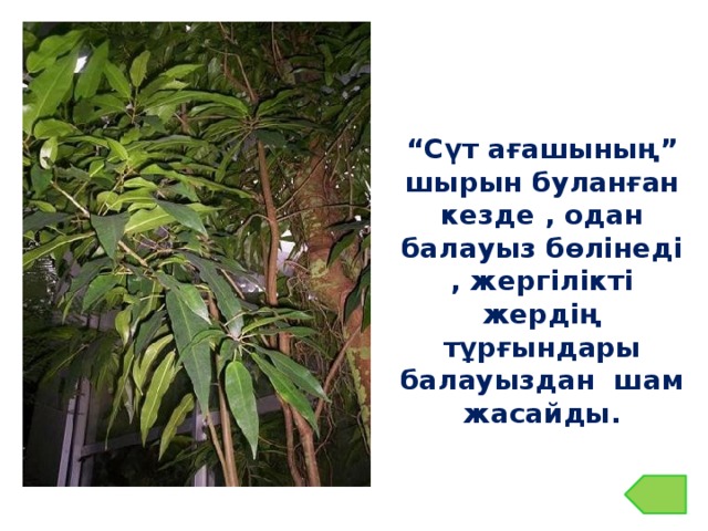 “ Сүт ағашының” шырын буланған кезде , одан балауыз бөлінеді , жергілікті жердің тұрғындары балауыздан шам жасайды.