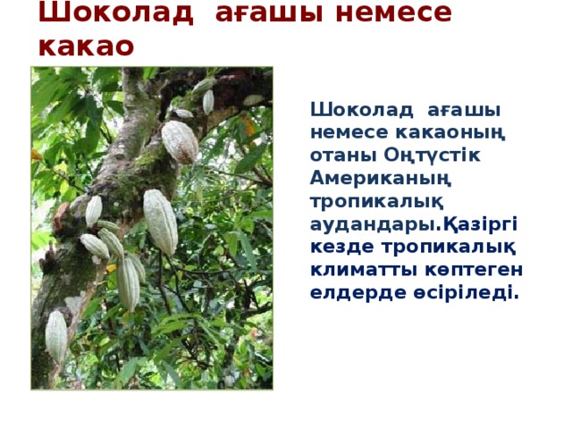 Шоколад ағашы немесе какао Шоколад ағашы немесе какаоның отаны Оңтүстік Американың тропикалық аудандары .Қазіргі кезде тропикалық климатты көптеген елдерде өсіріледі.